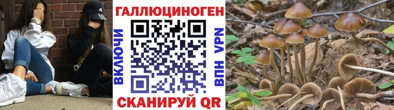 Галлюциногенные грибы Psilocybine cubensis  Ряжск 